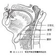 甲狀腺舌管囊腫切除術