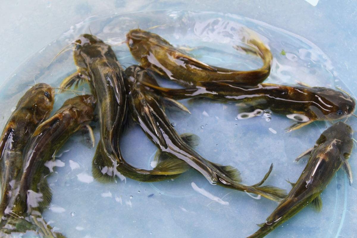 漲渡湖黃顙魚