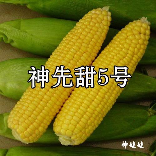 特甜玉米