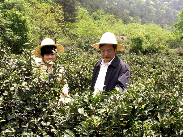 黑明寺生態茶園