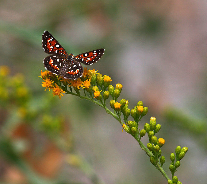 Apodemia mormo