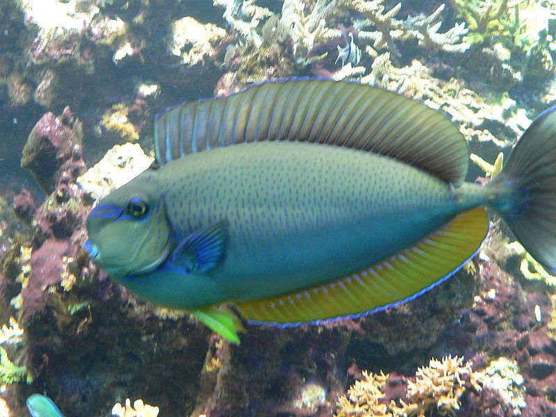 美麗鼻魚