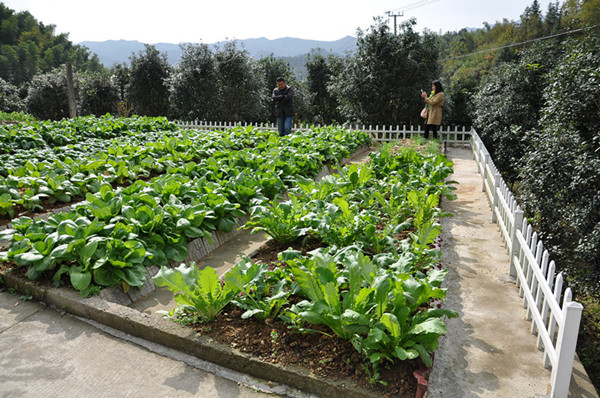 小菜園村(易門縣綠汁鎮木廠村民委員會下轄村)