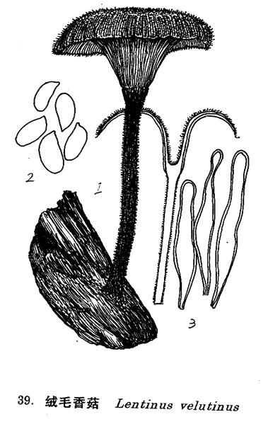 絨毛香菇