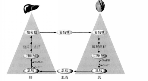 圖1 乳酸循環