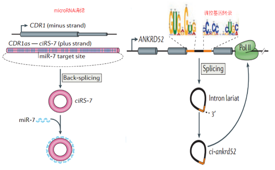 環狀RNA