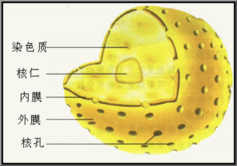 孔膜區