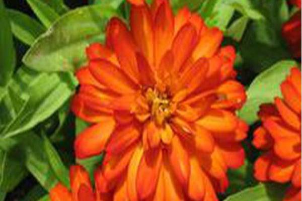 Zinnia marylandica \x27Pas553645\x27 ZAHARA DOUBLE FIRE