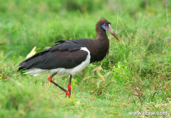 白腹鸛Abdim&#39;s stork