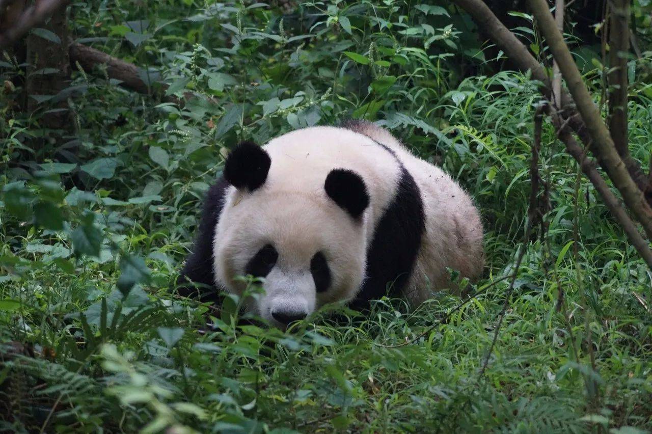 寧陝大熊貓自然保護區