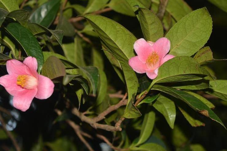 紅花三江瘤果茶