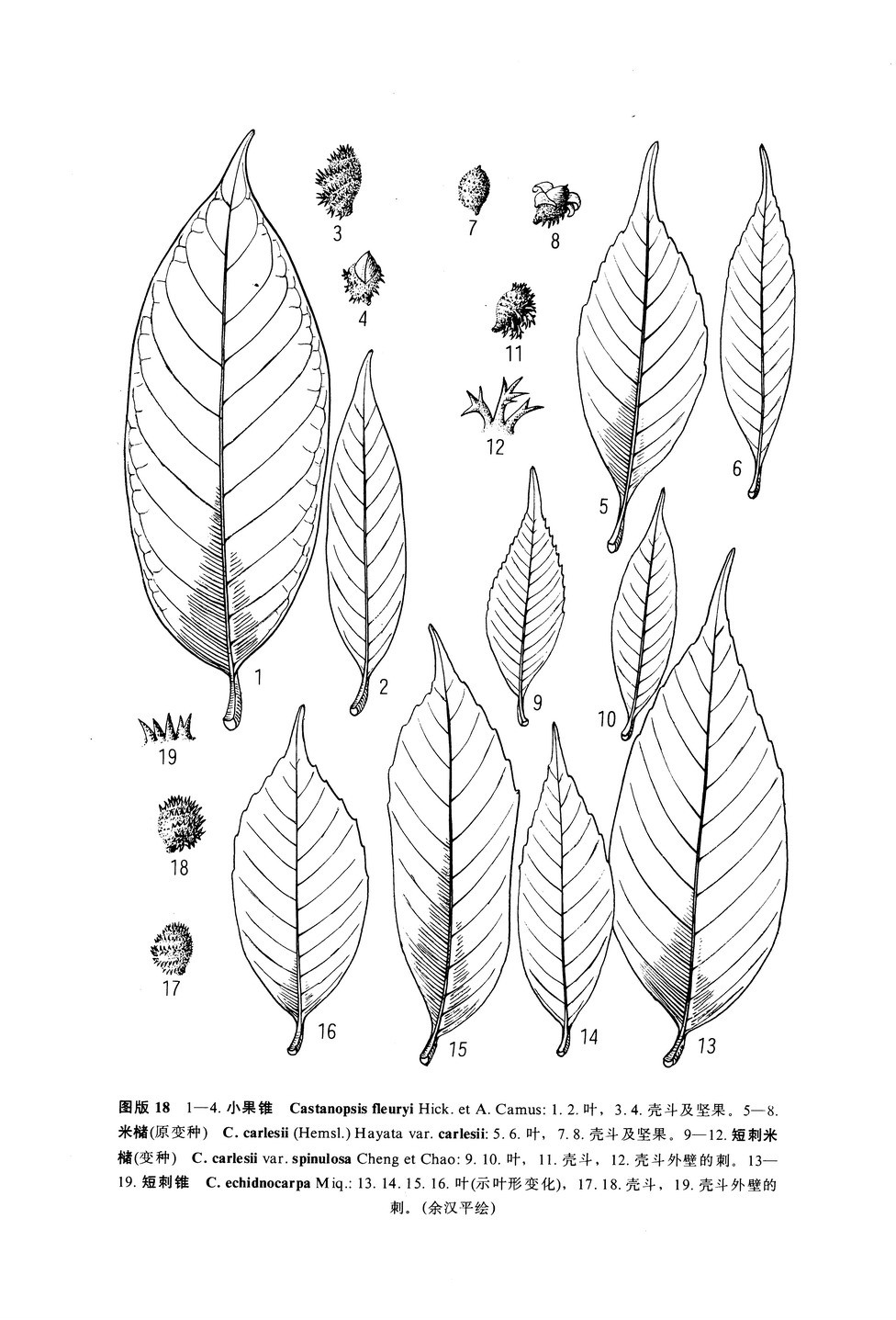 短刺米櫧（變種）