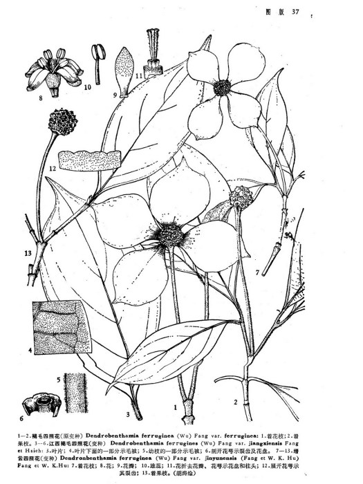 褐毛四照花（原變種）