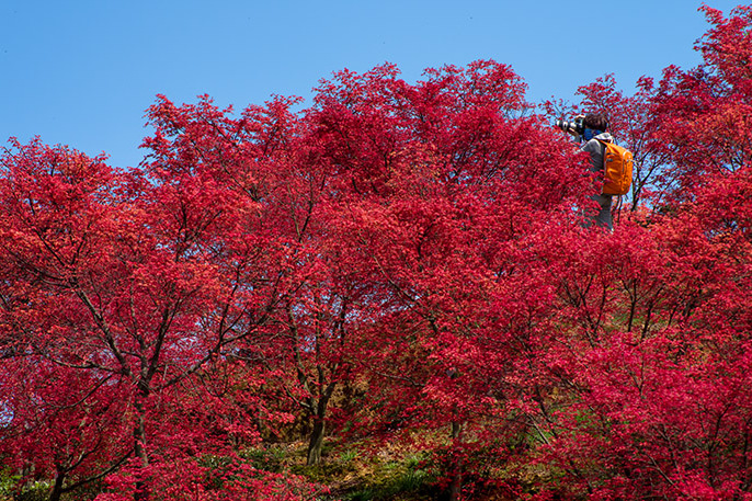 雞血紅楓