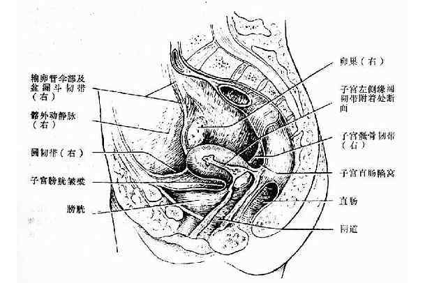 男性內生殖器