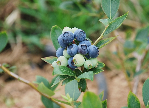 膠南藍莓