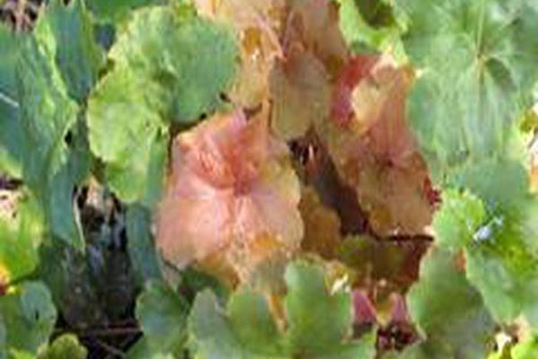 Heuchera \x27TNHEU041\x27 DOLCE CREME BRULEE