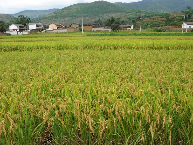 常村自然村