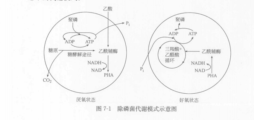 生物除磷