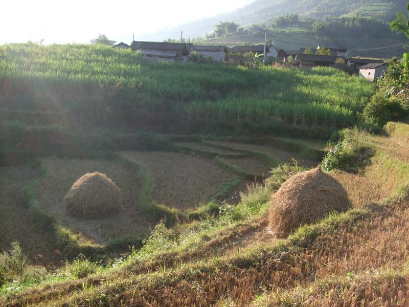 田園耕地