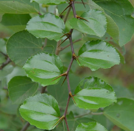 馬甲子根(中藥)