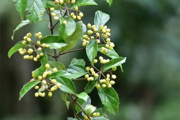 管萼山豆根(管萼山豆根（原變種）)