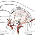 後交通動脈