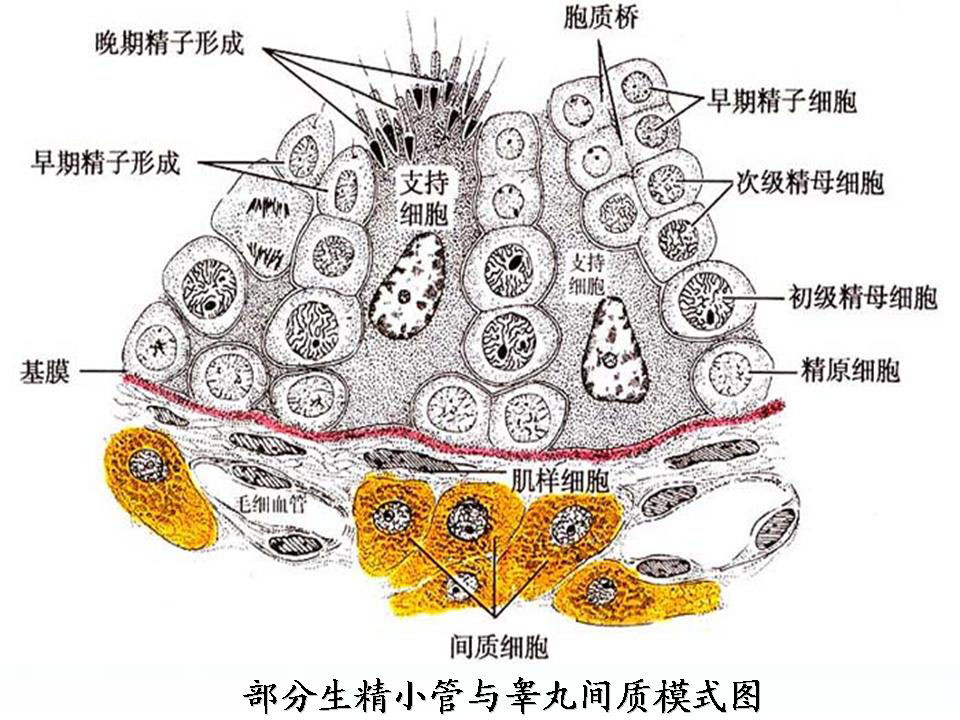 睪丸支持細胞