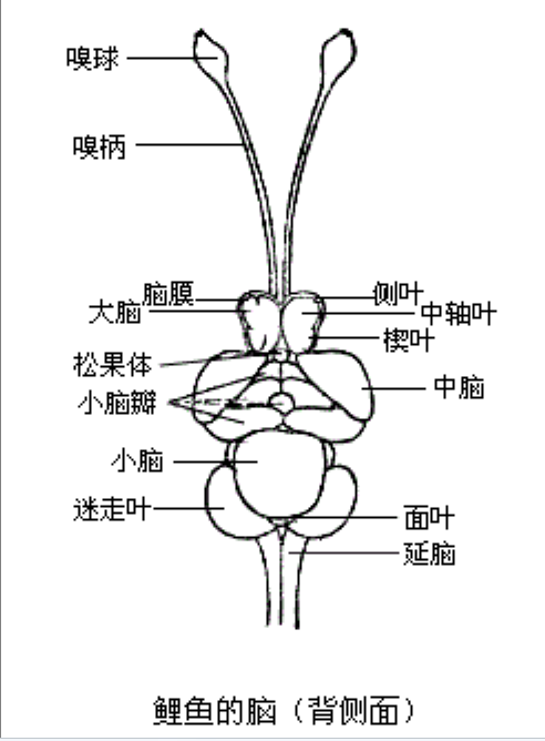 魚腦