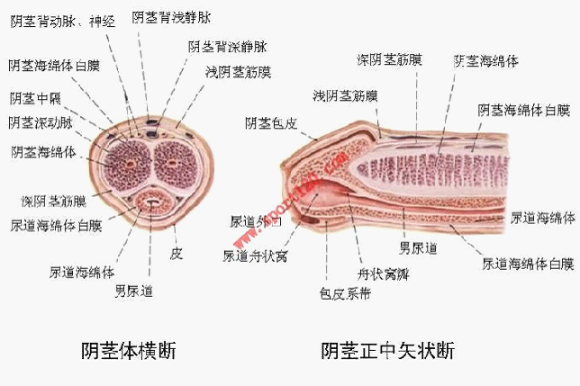 陰莖(丁丁（網路用語）)