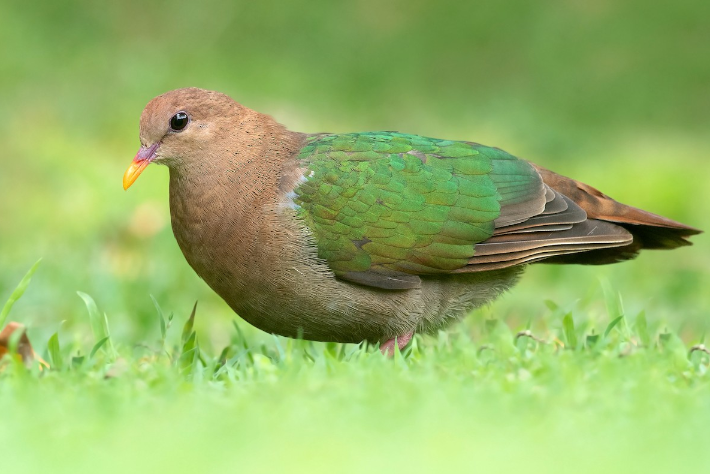 太平洋金鳩