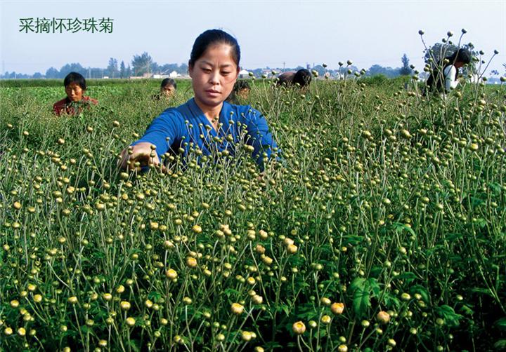 珍珠菊