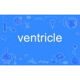 ventricle