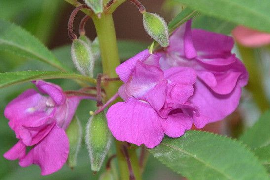 長喙鳳仙花