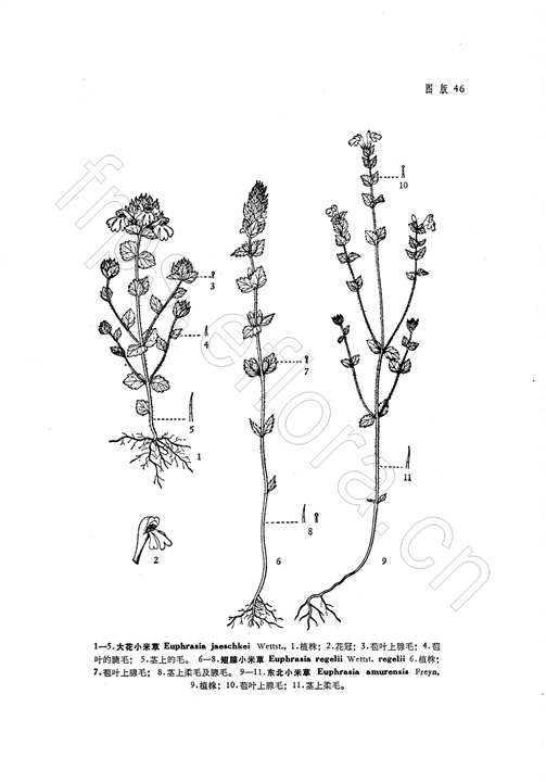 短腺小米草