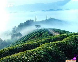 浦江春毫茶