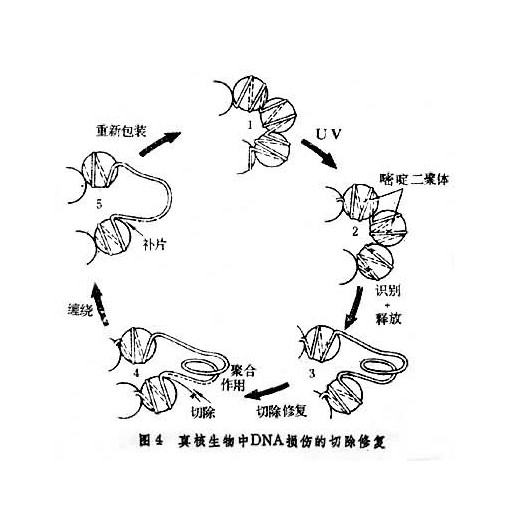 DNA損傷修復