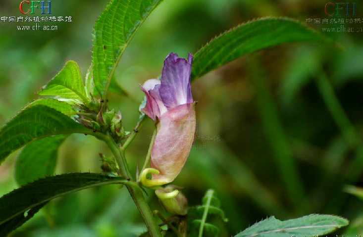 羊坪鳳仙花