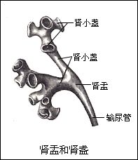 排泄系統