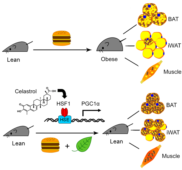 Celastrol prevents obesity in mice