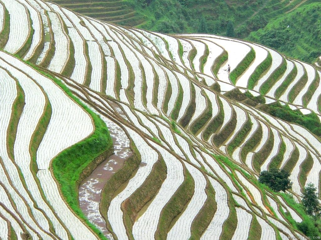 黃土水平梯田