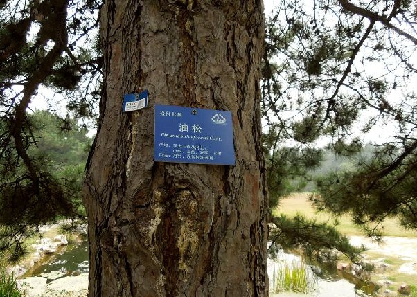 油松種源林-商縣黑山嶽已坪