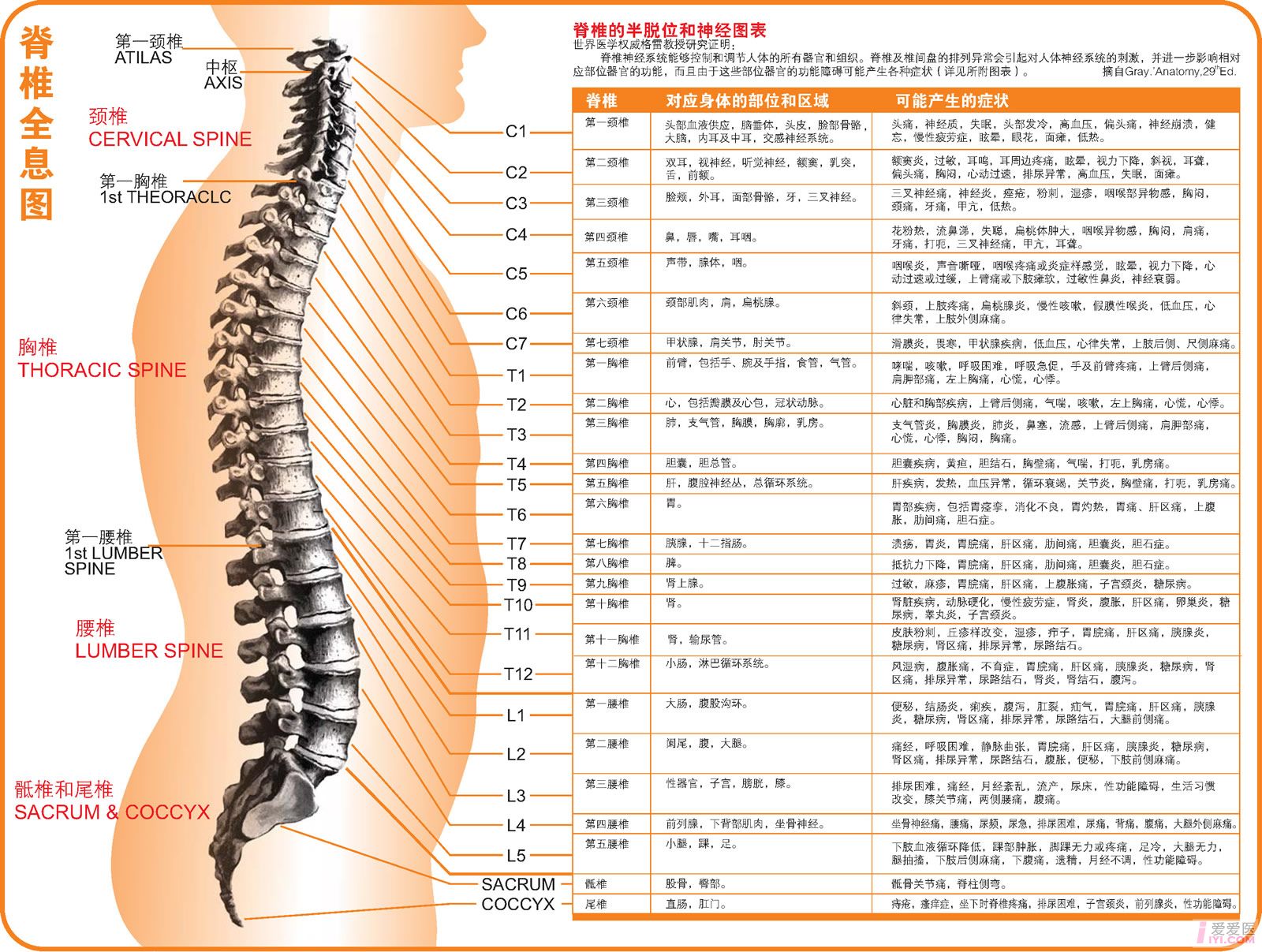 人體側面全息圖解