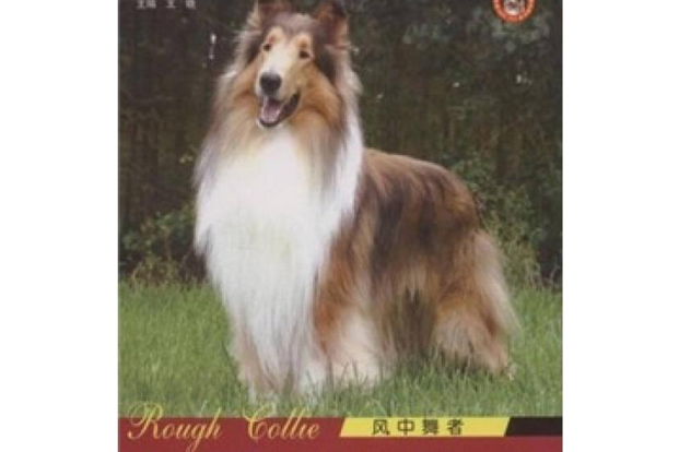 蘇格蘭牧羊犬(2008年陝西科學技術出版社出版的圖書)