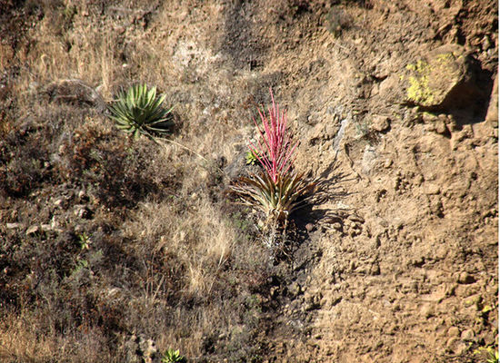 Tillandsia religiosa