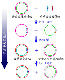 定點突變