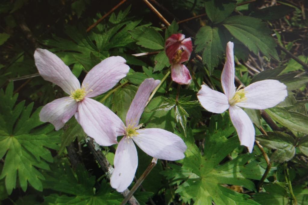 繡球藤無性系1號