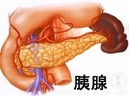 兒童胰腺功能不全並中性