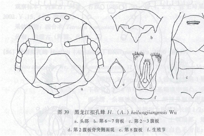 微擬孔蜂