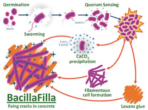 BacillaFilla